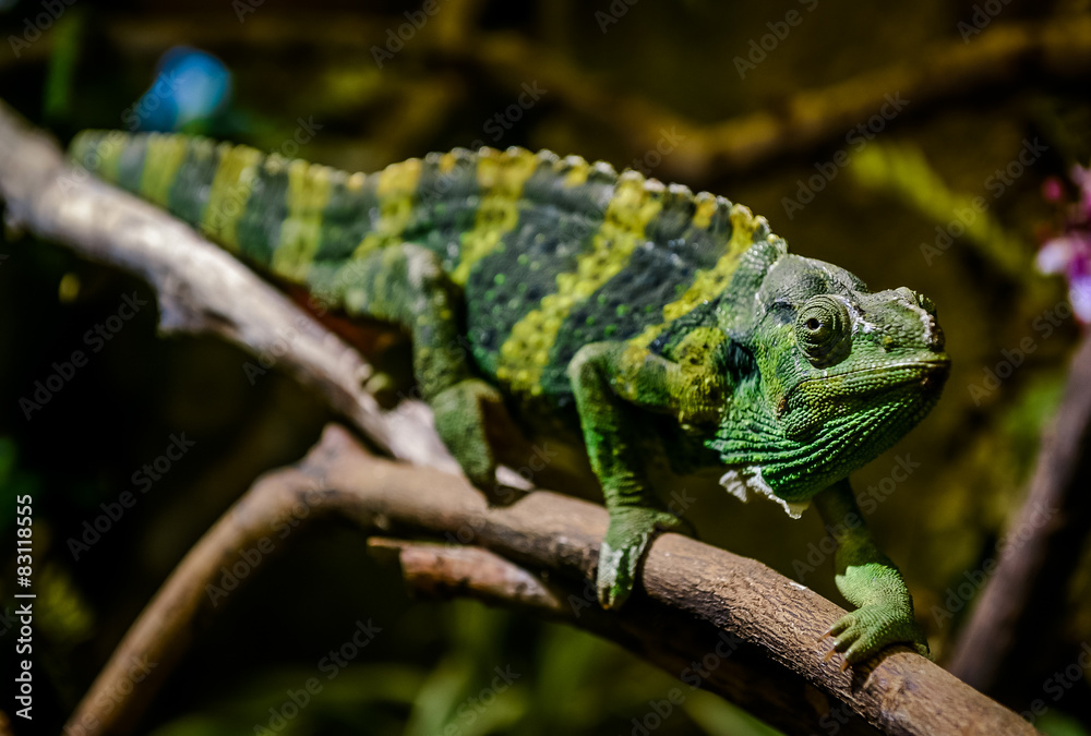 Fototapeta premium Meller's chameleon on a branch
