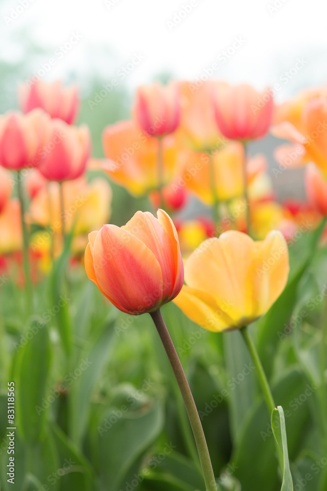 Beautiful orange and yellow tulips in the garden