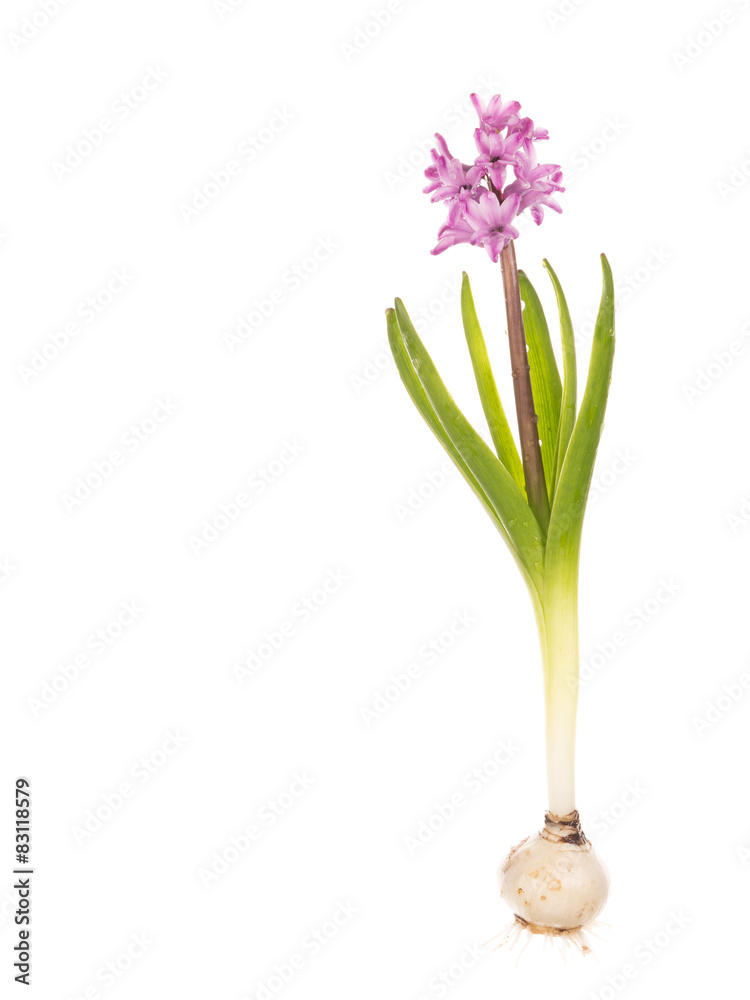 Fototapeta premium hyacinth with bulb