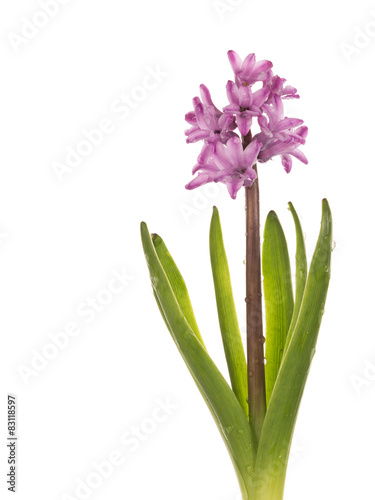 delicate pink hyacinth