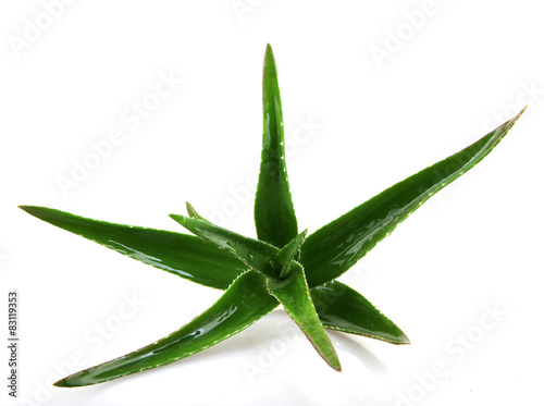 Aloe vera