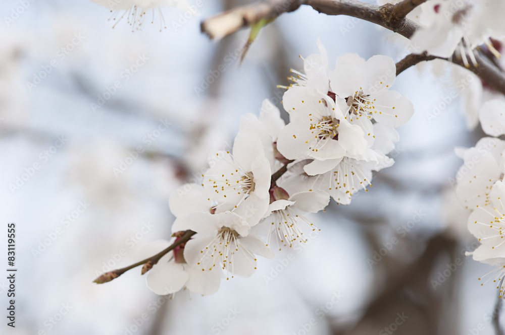 Apricot tree flower