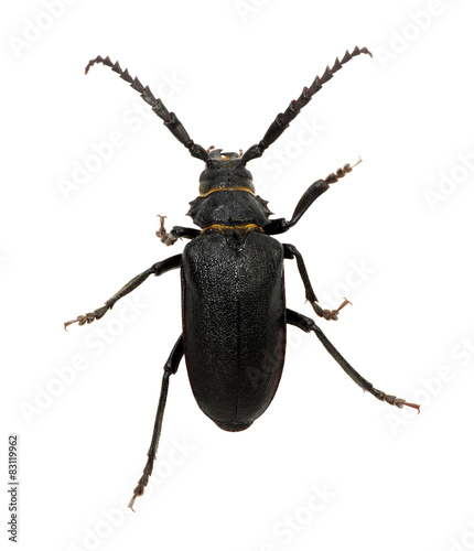 black beetle