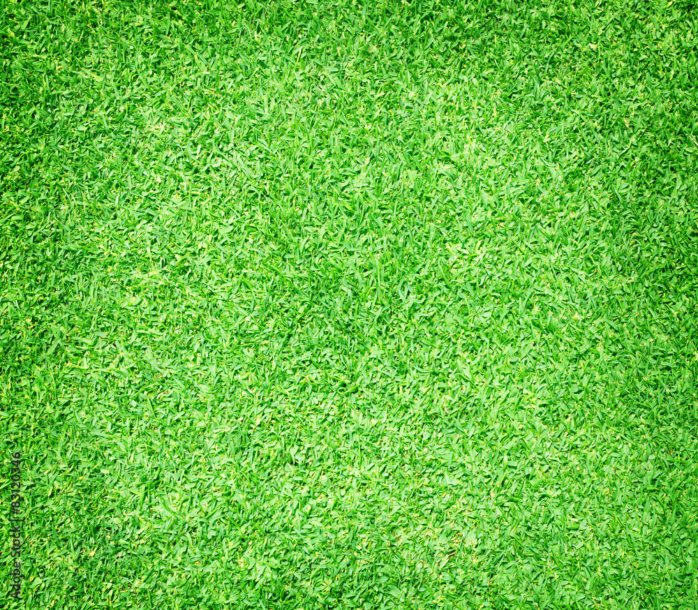 Fototapeta premium Pola golfowe zielony trawnik