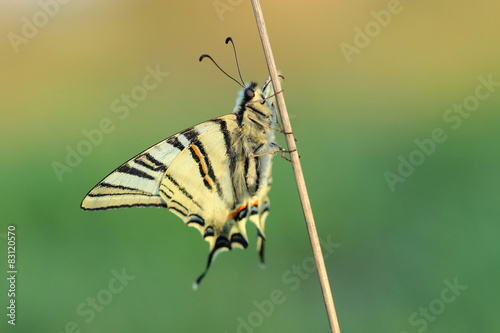Butterfly - Scarse swallowtail (Iphiclides podalirius)