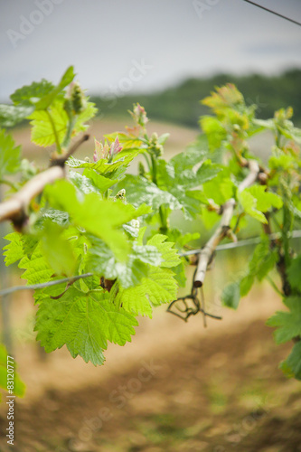 Vine Leaf in spring-Vineyard south west of France, Bordeaux Vine