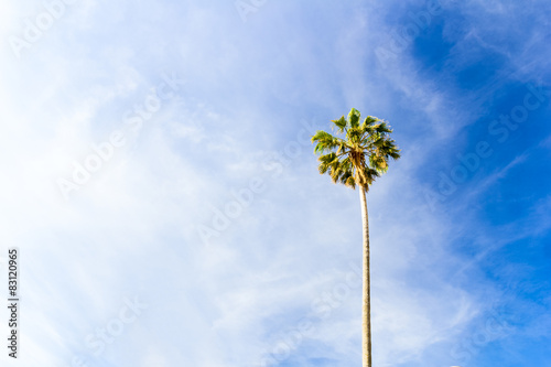 Tall palm with blue sky  Sicily