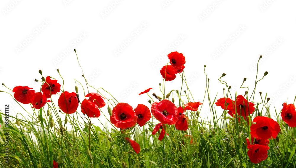 Fototapeta premium red poppy