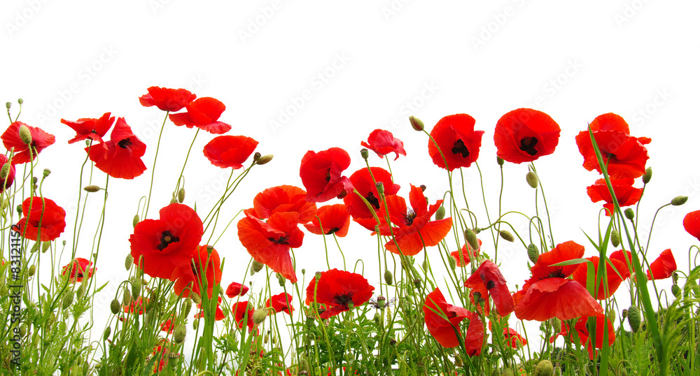 Obraz premium Czerwony mak