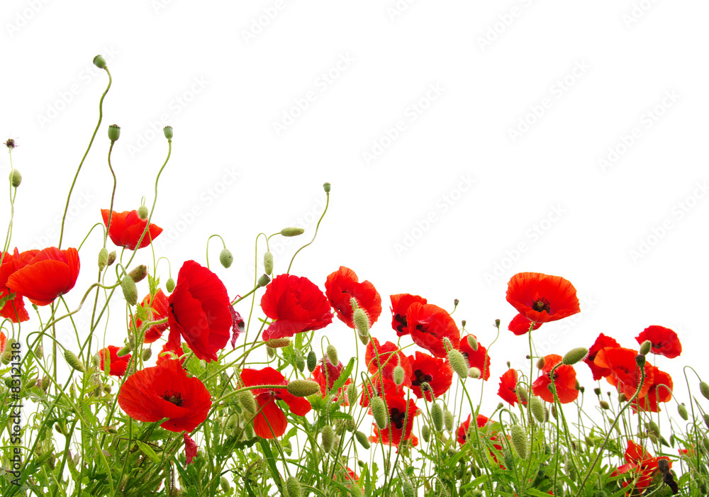 Obraz premium Czerwony mak