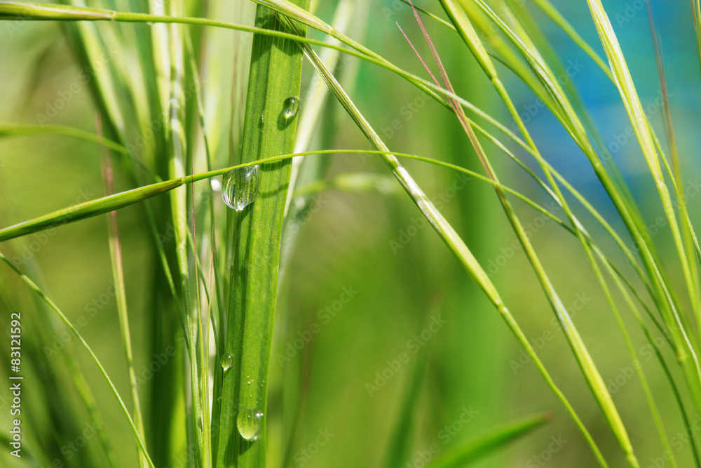 Fototapeta premium nature background grass with drops