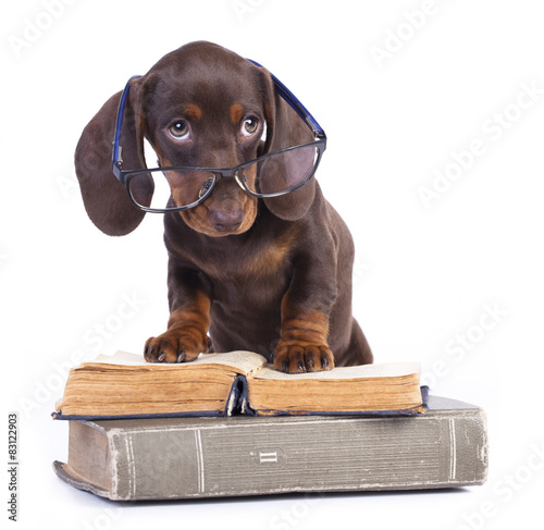 purebred dachshund in glasses and book
