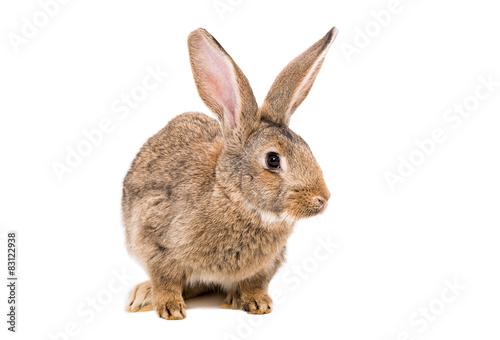 Portrait of a brown rabbit isolated on white background