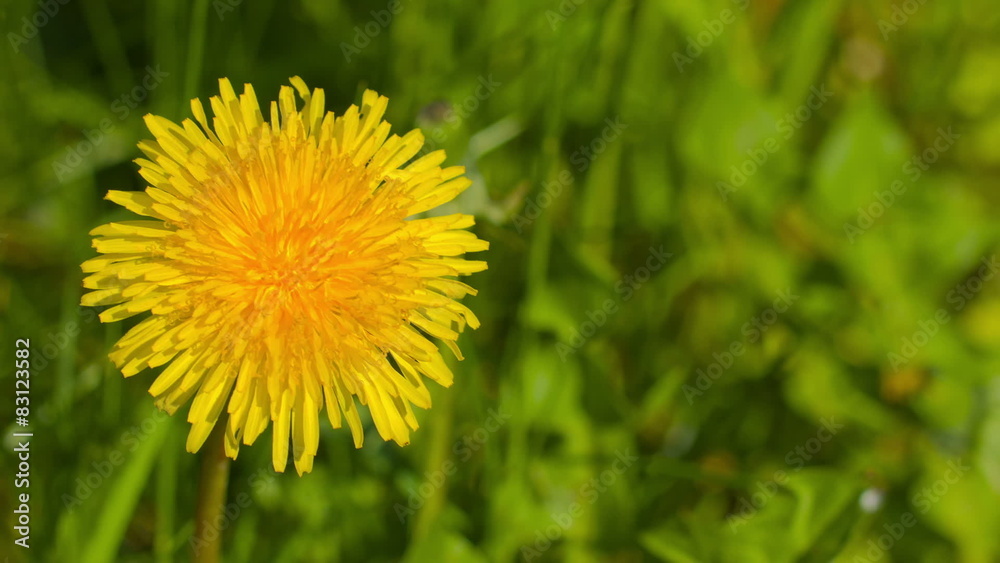 Sonchus yellow flower on green grass Sonchus yellow flower on green grass