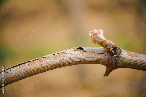 Vine shoots in spring, Bud -Vineyard south west of France, Borde