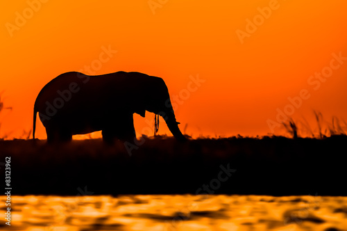 Silhouette of an Elephant during Sunset