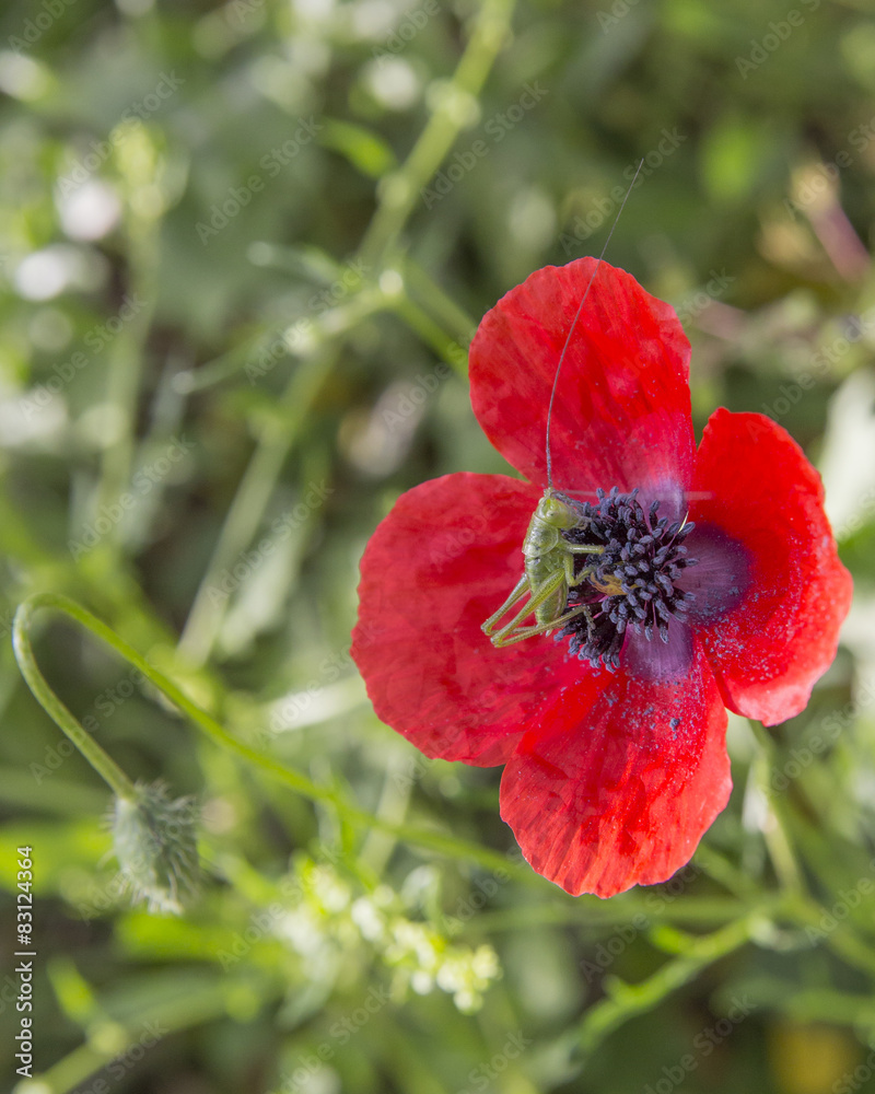 Fototapeta premium poppy grasshopper