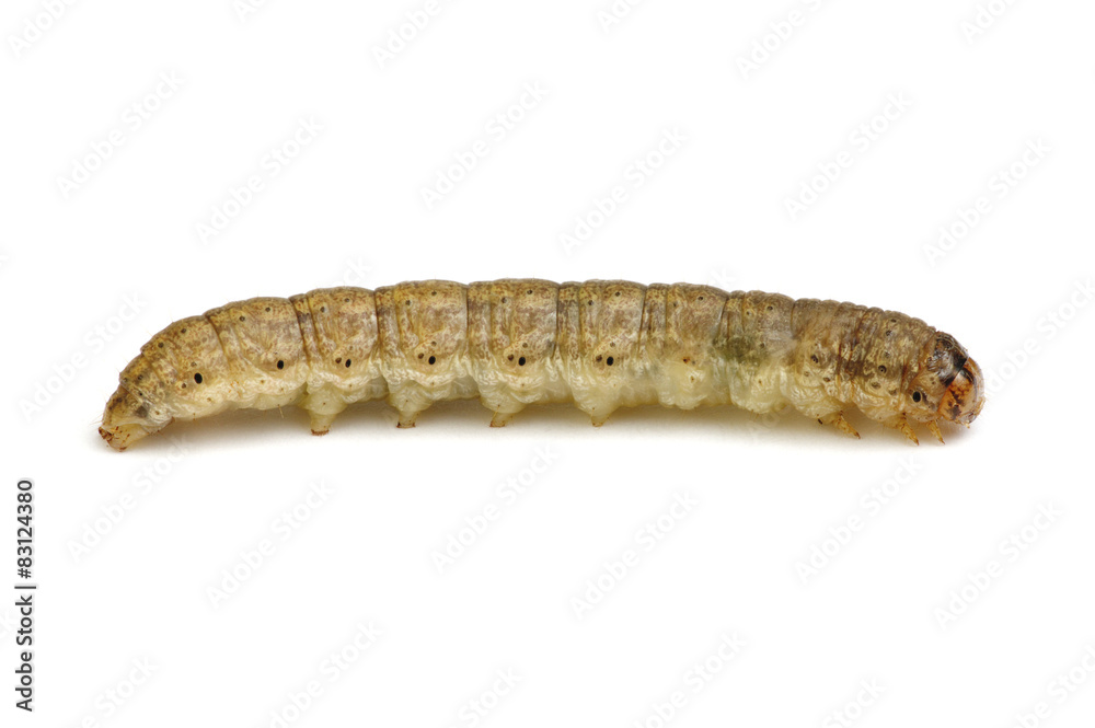 caterpillar caterpillar