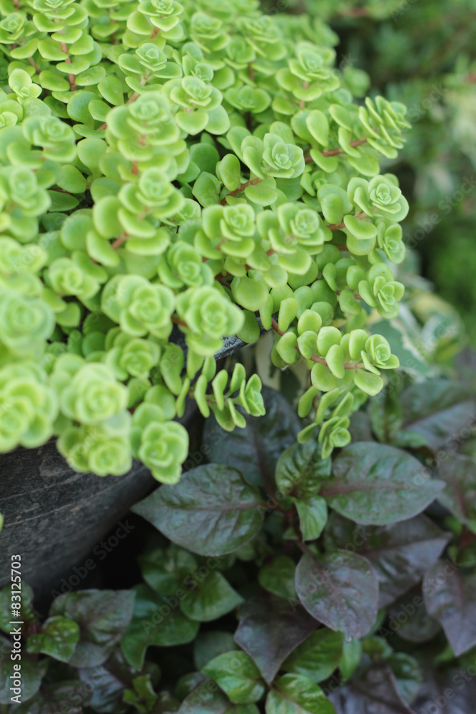 Flaming Katy - green fern with the nature Flaming Katy - green fern with the nature
