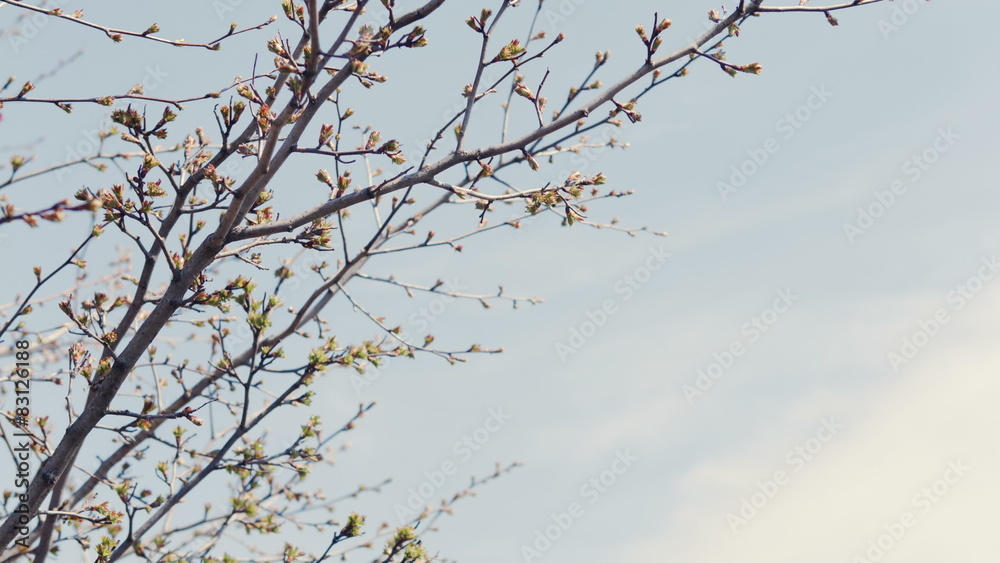 The first spring gentle leaves, buds and branches macro The first spring gentle leaves, buds and branches macro