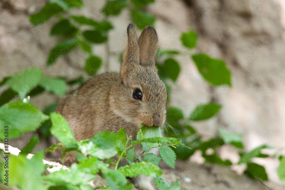 Lapin garenne mange Lapin garenne mange