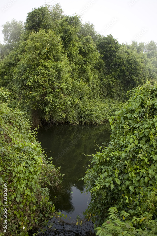 Deep Forest, Lush Tropical Rainforest in North India