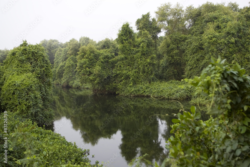 Deep Forest, Lush Tropical Rainforest in North India