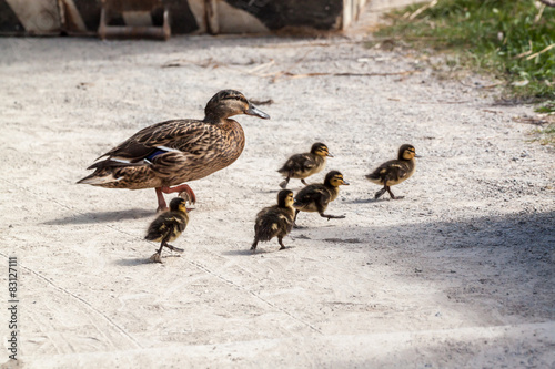 Duck and five ducklings photo