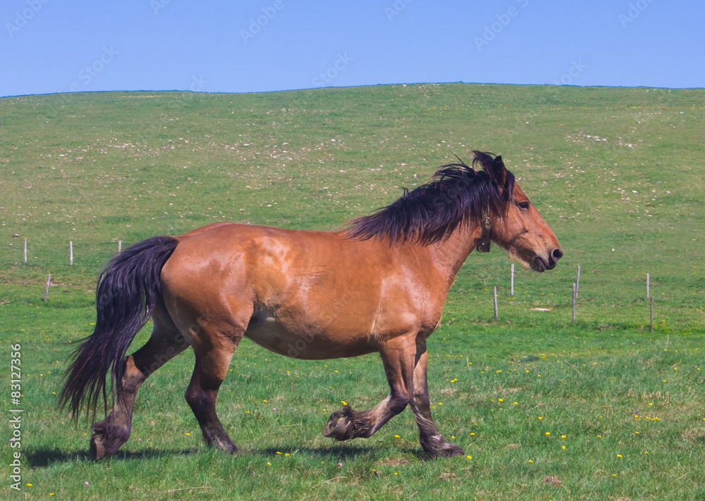 Obraz premium Galopujący ogier brązowy