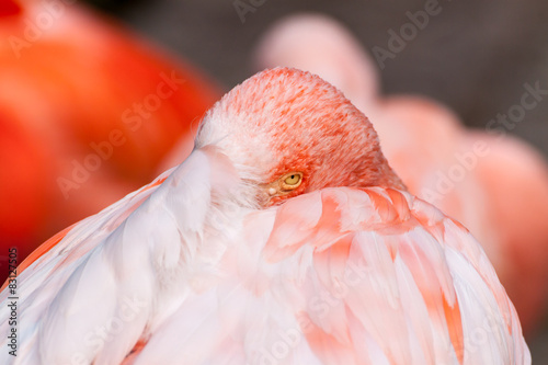 Chilean flamingo closeup photo