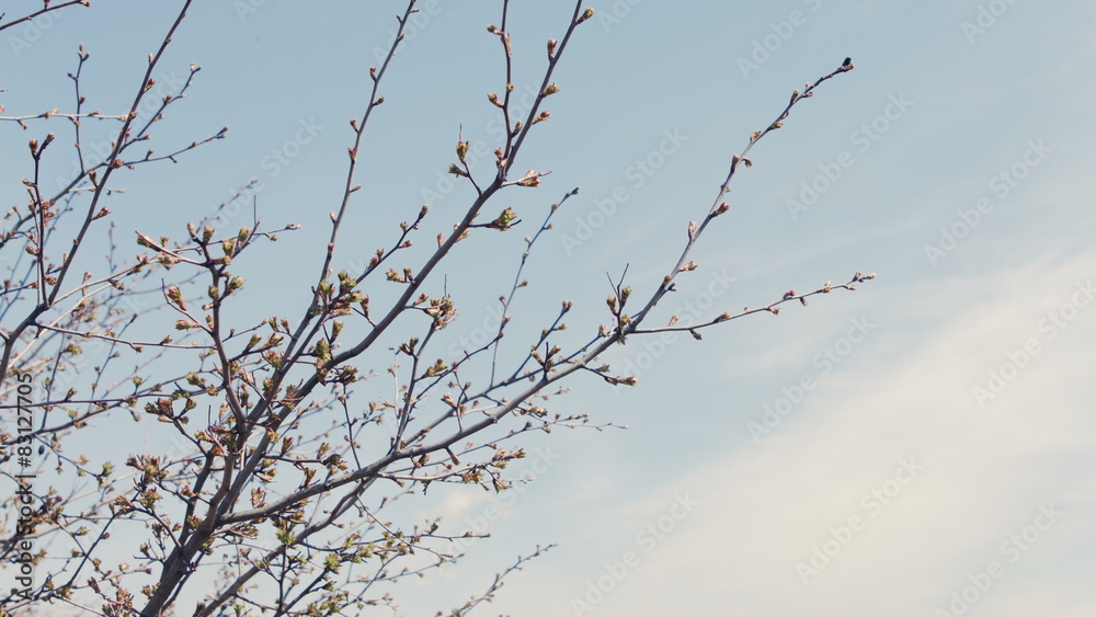 Branches on the clear sky background in silhouette style Branches on the clear sky background in silhouette style
