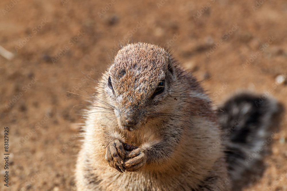Fototapeta premium Striped bush squirrel