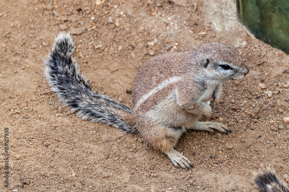 Fototapeta premium Striped bush squirrel