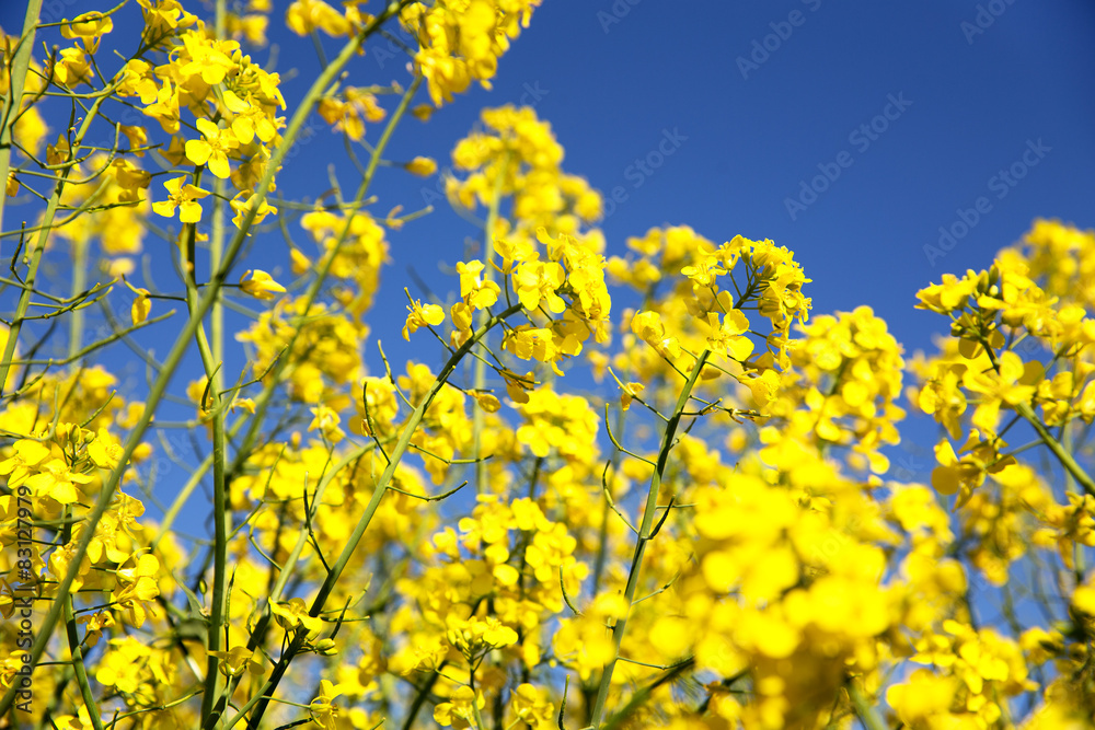 field, rapeseed, yellow, agriculture, green, sky, farming, natur field, rapeseed, yellow, agriculture, green, sky, farming, natur