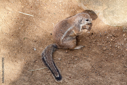 Striped bush squirrel photo