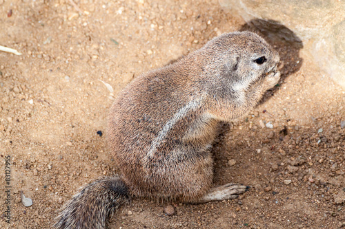 Striped bush squirrel © nikolay100