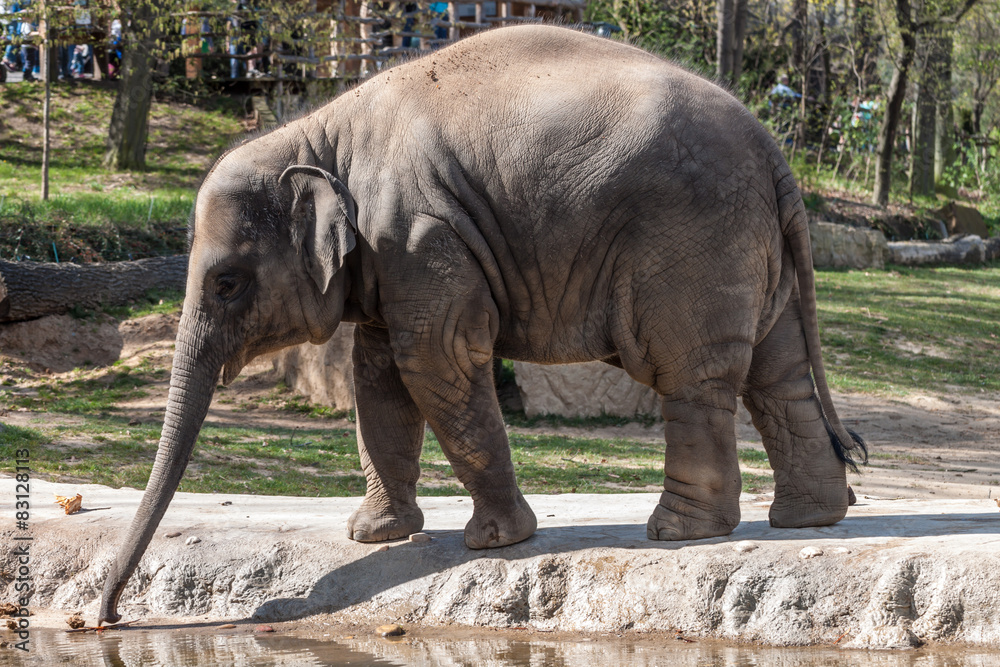 Fototapeta premium Asian Elephant