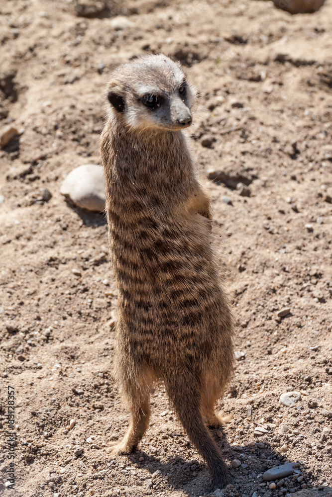 Fototapeta premium Suricate