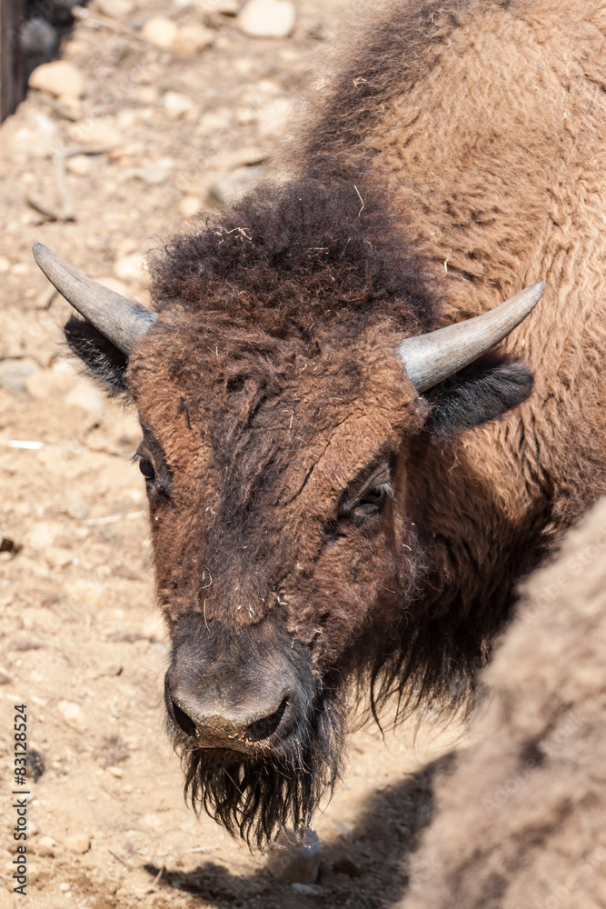 European bison European bison
