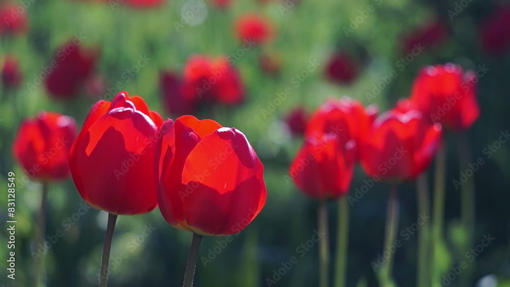 Red Tulips in the Spring Garden Swaying in the Wind
Red Tulips in the Spring Garden Swaying in the Wind