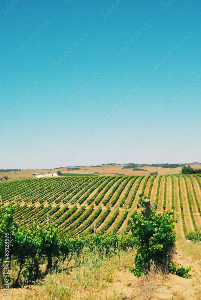 Vineyard at Alentejo region, Portugal