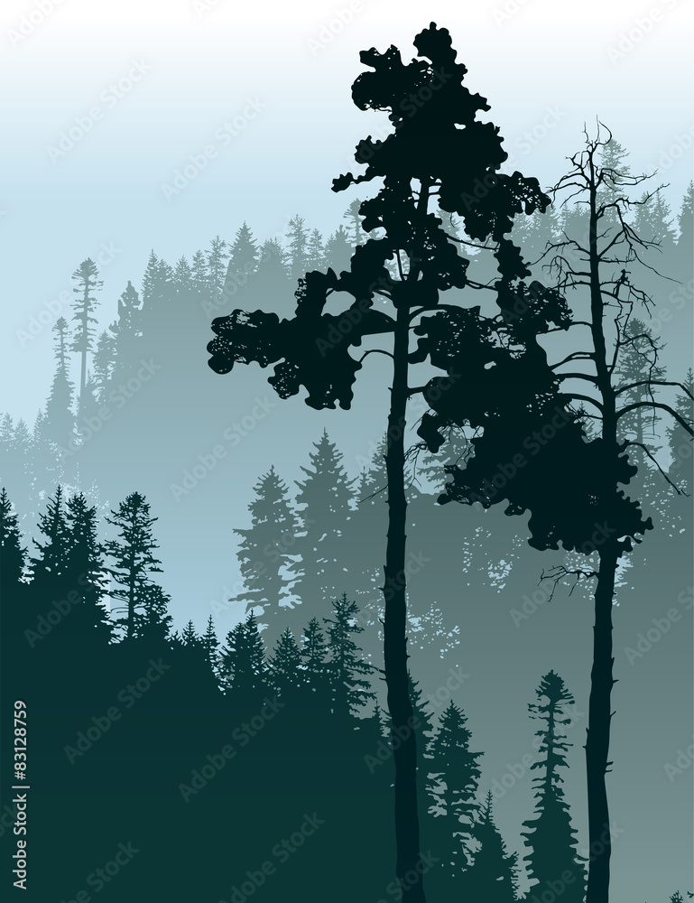 Obraz premium Forest landscape