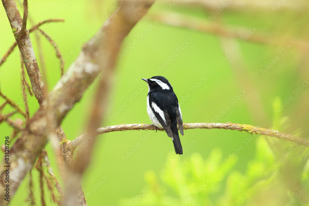 Fototapeta premium Little Pied Flycatcher (Ficedula westermanni) in Borneo