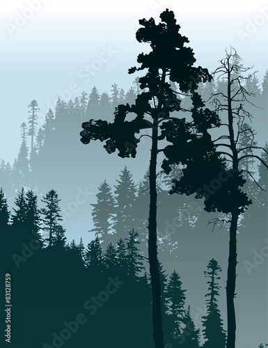 Forest landscape
