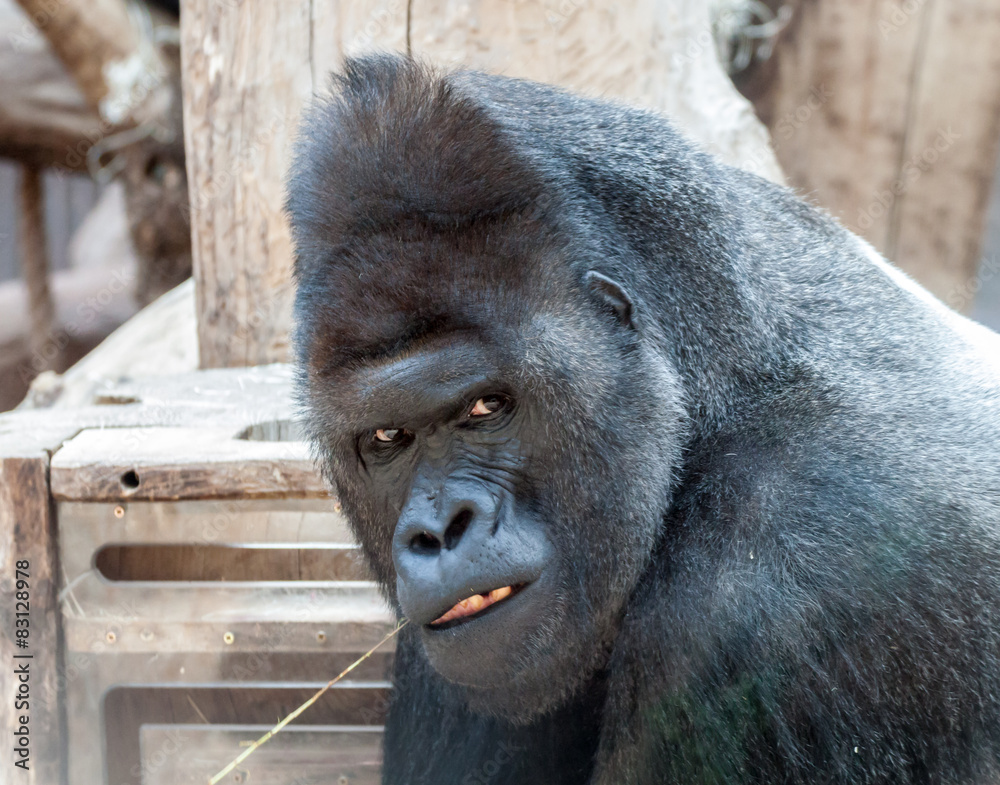 Fototapeta premium Mad gorilla