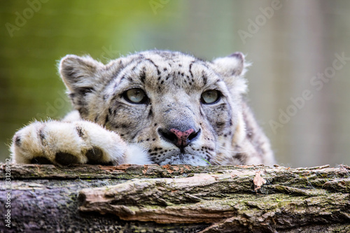 Fototapeta Naklejka Na Ścianę i Meble -  Portrait of a snow leopard, Uncia uncia