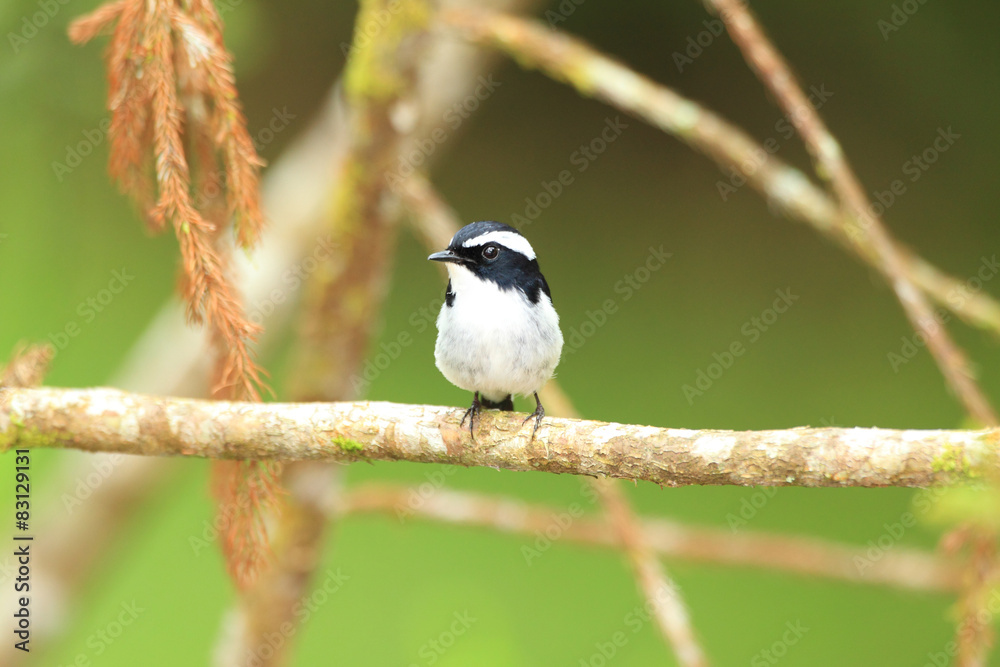 Obraz premium Little Pied Flycatcher (Ficedula westermanni) in Borneo