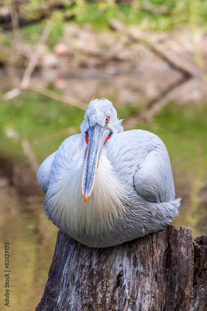 Obraz premium American white pelican