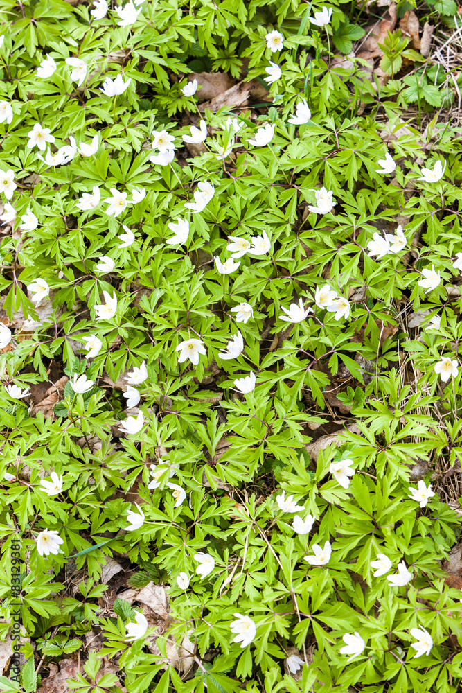 anemones anemones
