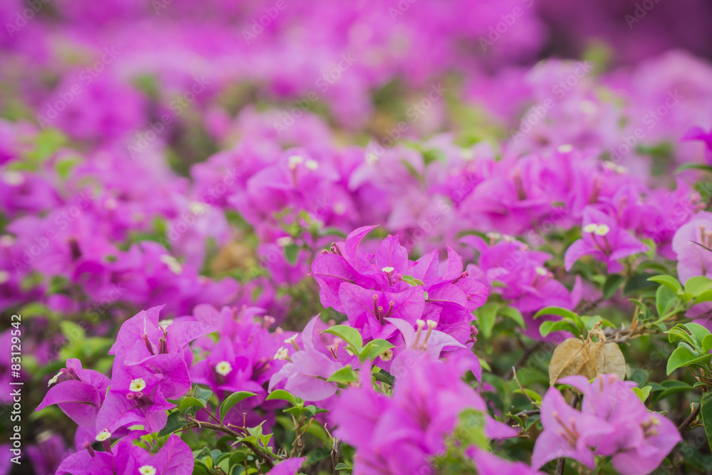Obraz premium Pink flowers